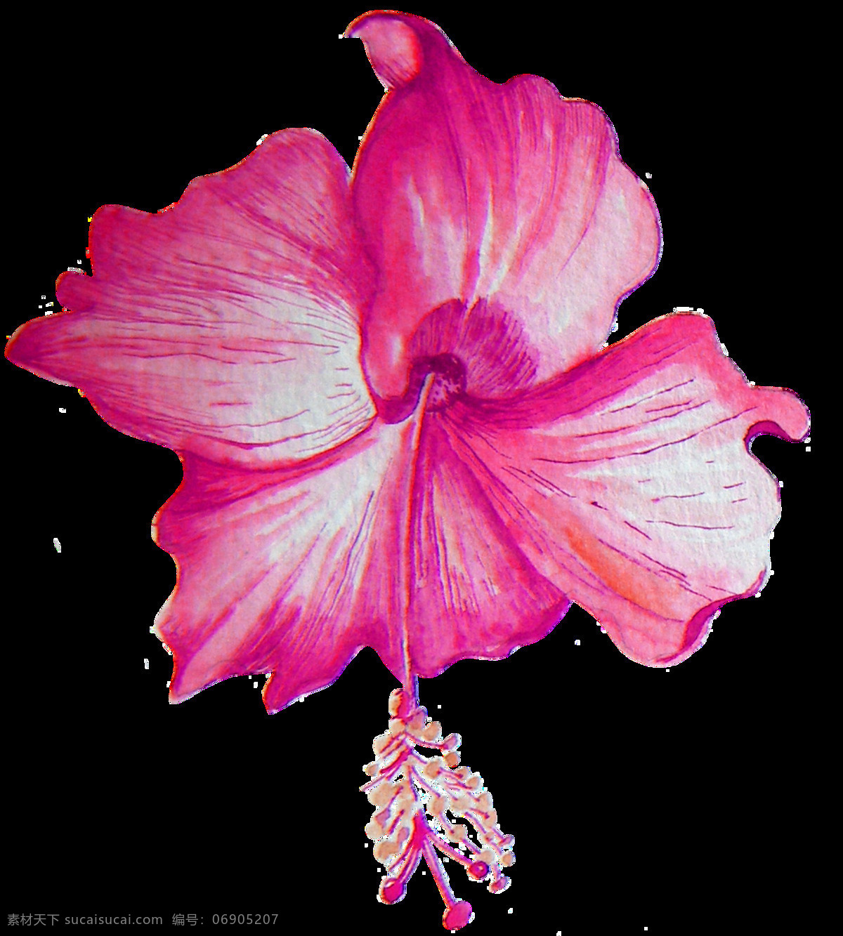 美丽 扶 桑花 透明 逼真 花卉 玫红色 免扣素材 水彩 透明素材 唯美 装饰图案