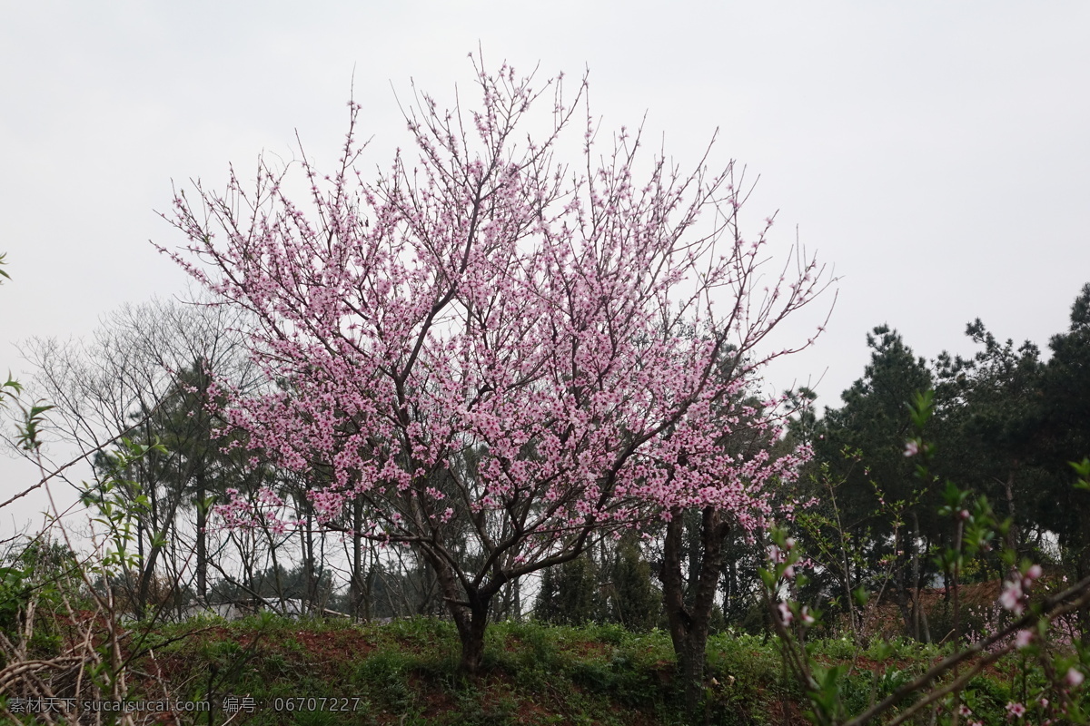 桃花 桃树 桃枝 赏桃花 赏桃 春天 春季 公园 写意 桃花源 桃花树 手绘桃花 田园 摄影原创 生物世界 花草