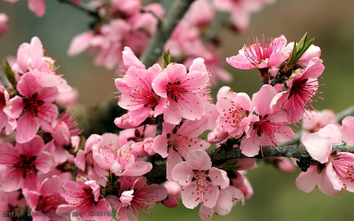唯美 花 植物 自然 花卉 花朵 鲜花 苹果花 洁白 纯洁 洁净 生物世界 花草 粉色