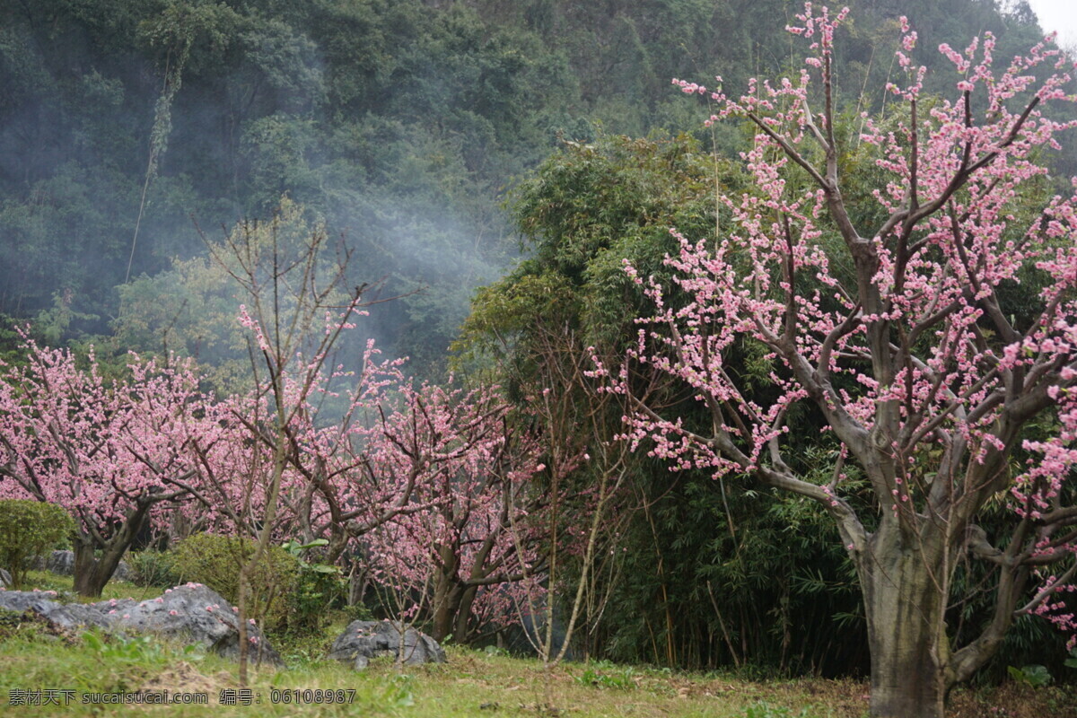 桃花 山水 花 水 漓江 旅游摄影 自然风景