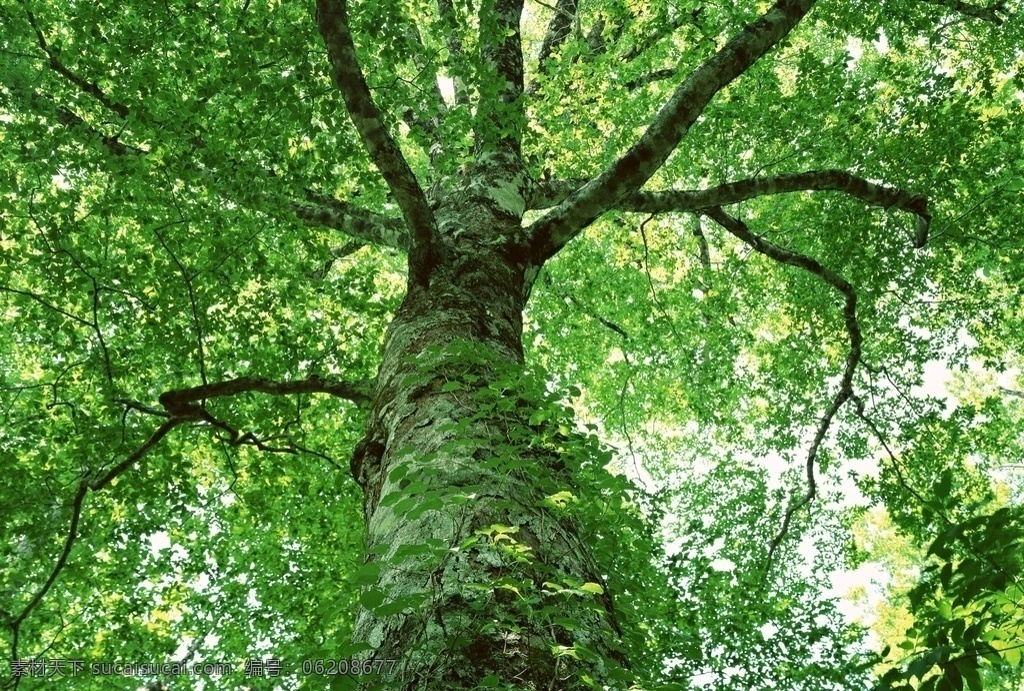 茂密 大树 茂密的大树 树 树木 绿树 高大 枫树 参天大树 茂盛 古树 园林 茂密大树 背景 绿叶 绿荫 阳光 树叶素材 树叶 叶子 生物世界 树木树叶
