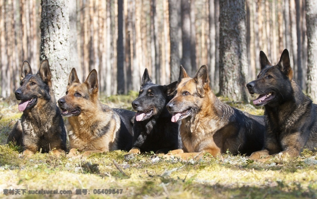 德国牧羊犬 狼犬 猎犬 德牧狼狗动物 宠物 犬科动物 狗狗