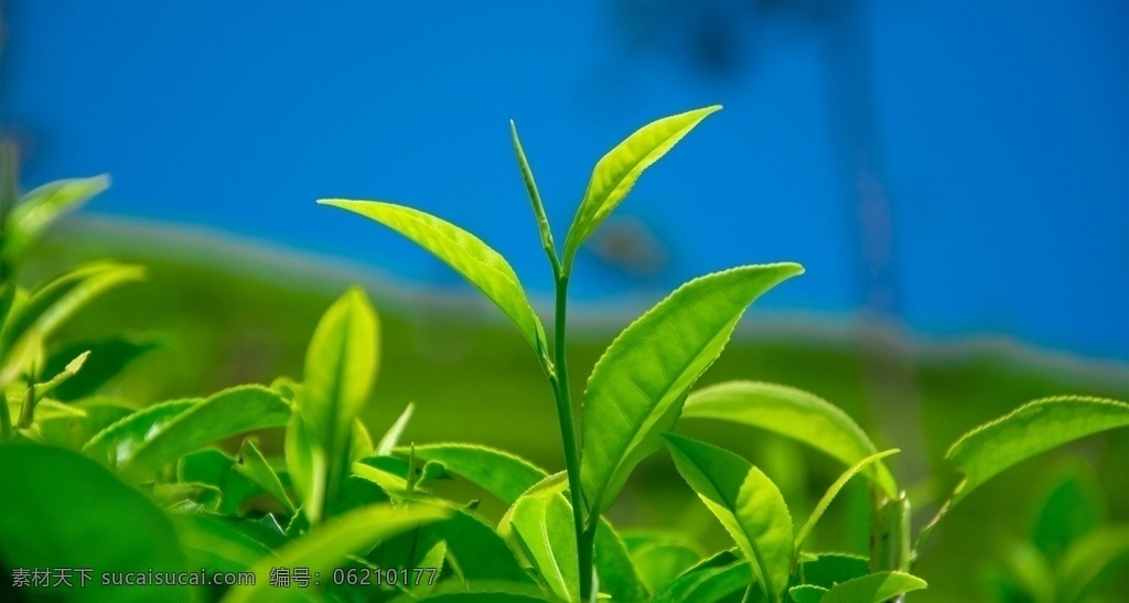 茶园图片 茶园 采茶 茶山 生态茶园 有机茶园 新茶 绿茶 自然景观 自然风景