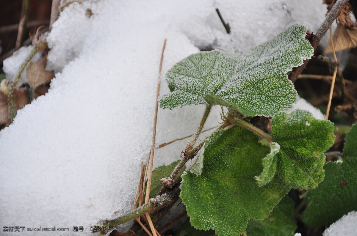 冰雪 冬天 冰冻 绿色 植物 白色 花草 生物世界 灰色