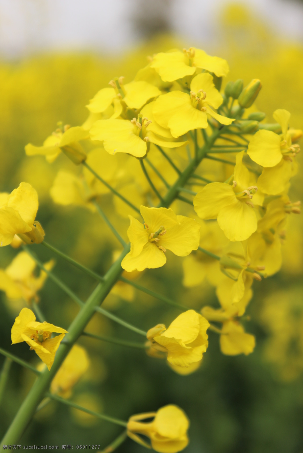 油菜花 春天 花 花草 黄花 生物世界 小黄花 油菜 psd源文件