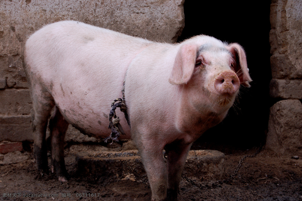 白猪 猪仔 生猪 圈养猪 家禽家畜 生物世界