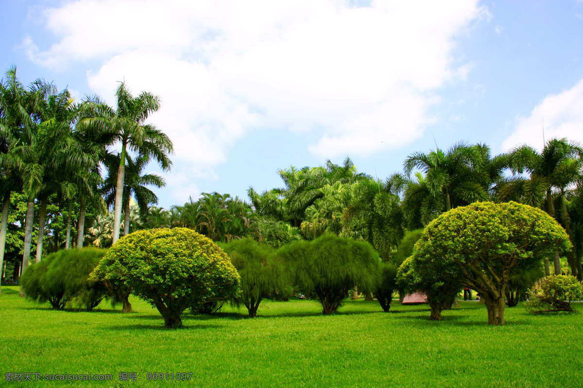 海南 风光 椰子树 草坪 植物 棕榈 热带 树林 绿化 棕榈树 绿草坪 树木 园林绿化 棕榈树皮 阳光棕树林 自然景观 自然风景