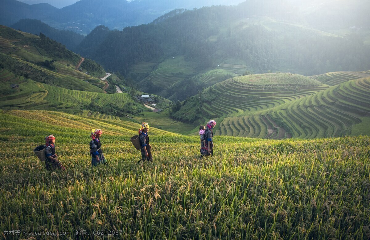 农业图片 农业 亚洲 巴厘岛 柬埔寨 中国 区 曲线 世界 生态学 环境 农场 食品 自然 自然景观 自然风景