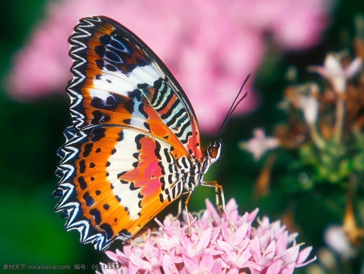 花 斑纹 高清 蝴蝶 昆虫 生物世界 花斑纹