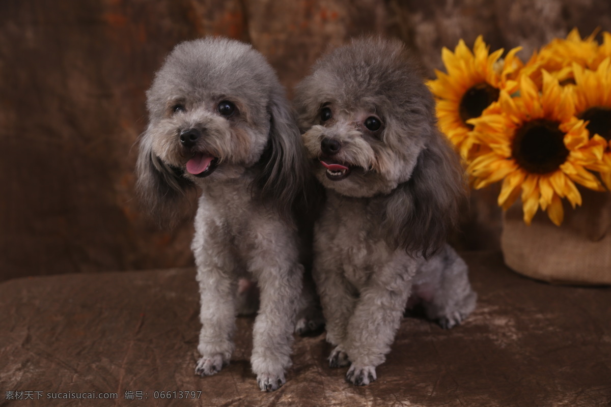 狗 动物 宠物 灰色狗 泰迪狗 犬类 生物世界 家禽家畜