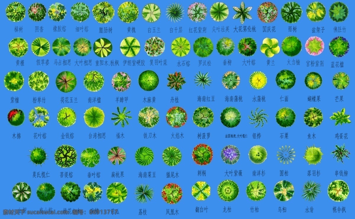 南方 乔木 彩色 平面图 psd素材 园林植物 配景素材 园林 建筑装饰 设计素材 3d模型素材 室内场景模型