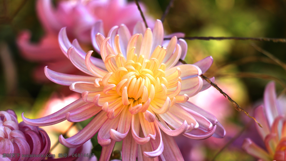 粉色的菊花 九九重阳 暖秋 盛开 秋 秋意浓 秋菊 绽放 花 花卉 花朵 花瓣 菊花 重阳 重阳节 鲜花 生物世界 花草