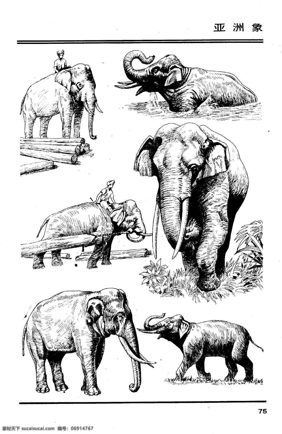 画兽谱79 亚洲象 百兽 兽 家禽 猛兽 动物 白描 线描 绘画 美术 禽兽 野生动物 百兽图 画兽谱 象 大象 野象 生物世界 设计图库