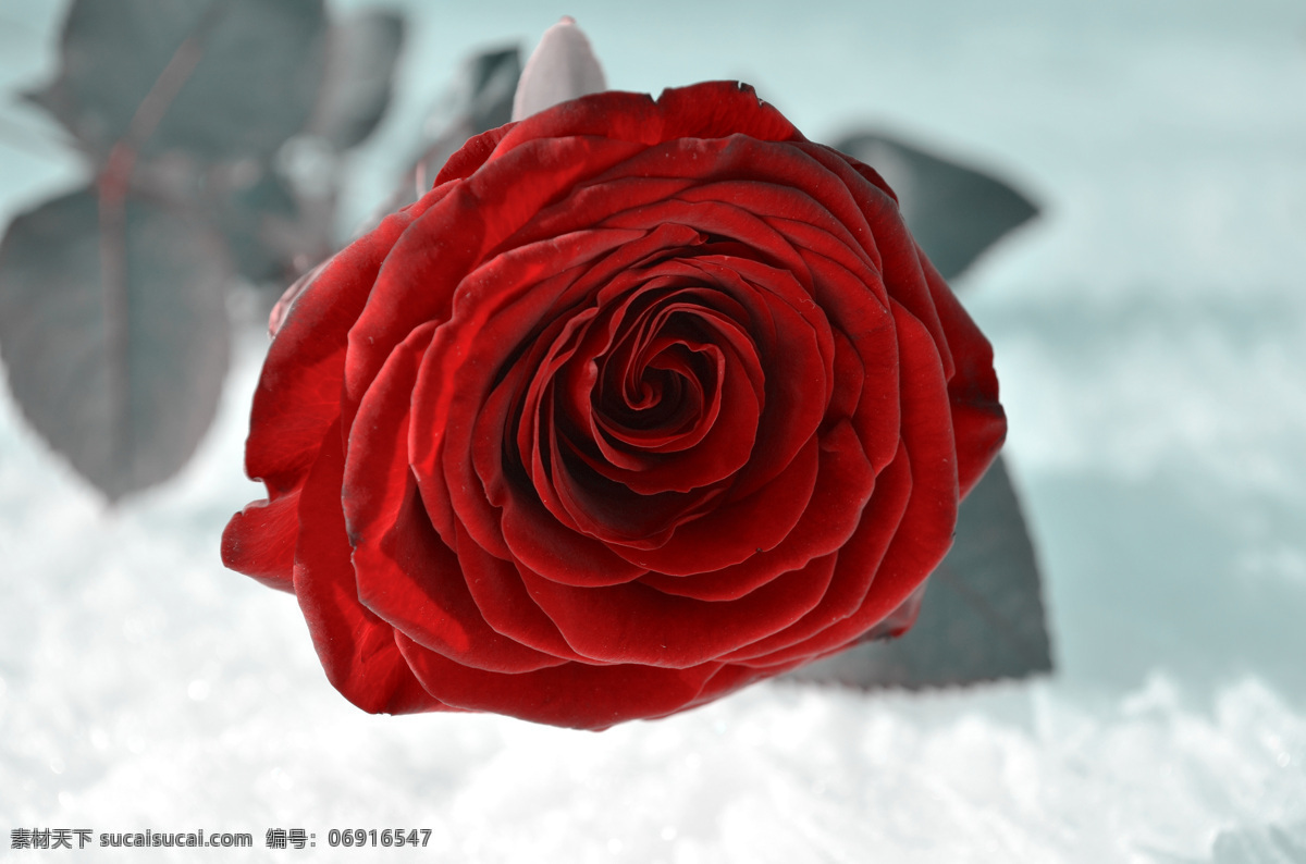 红色的玫瑰花 植物 花朵 花卉 红色 玫瑰 玫瑰花 丝绒 生物世界 花草