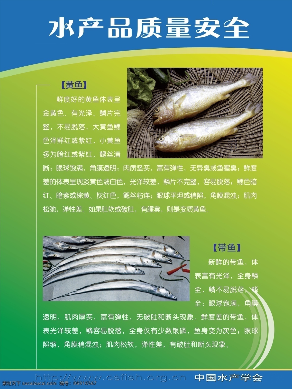 水产品安全 质量安全 水产品 带鱼 黄鱼 水产品介绍 生物世界 鱼类
