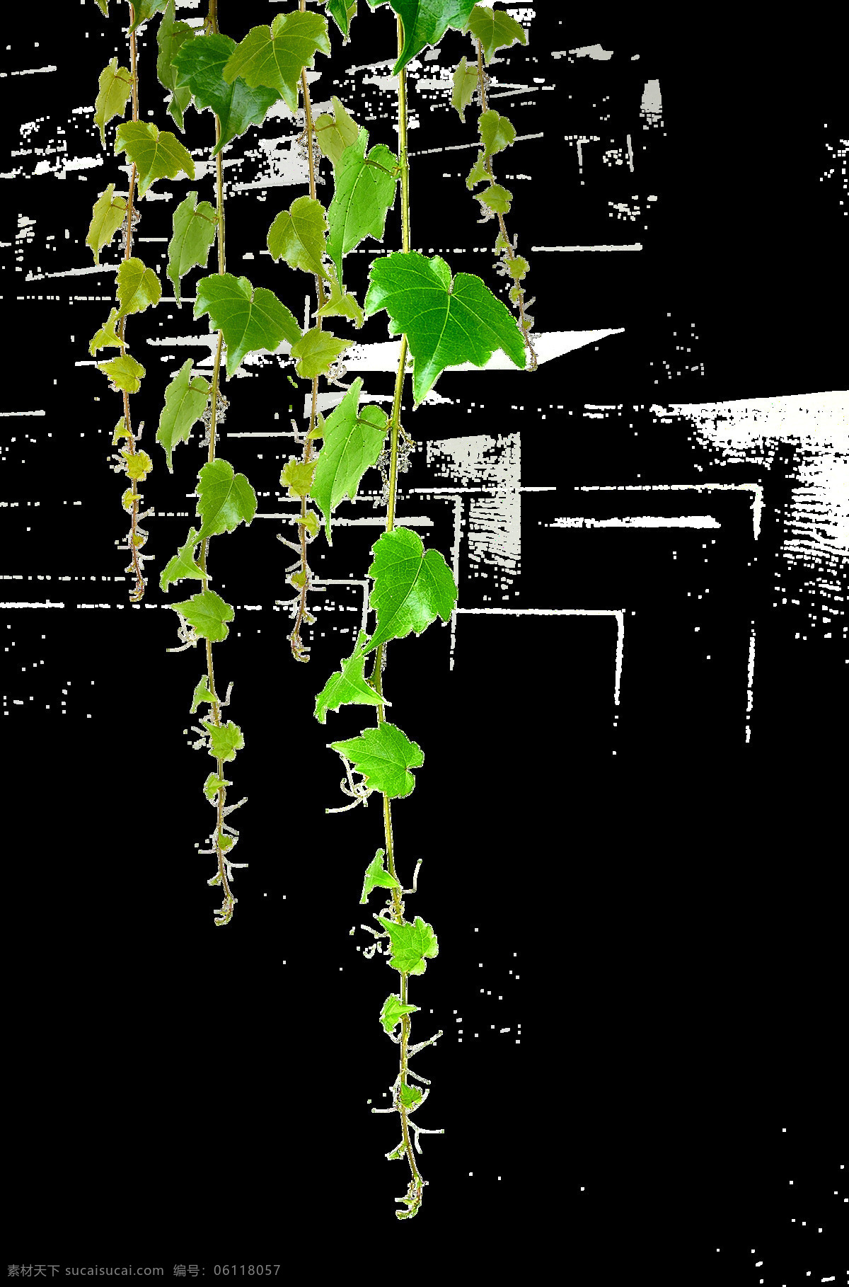 png元素 绿藤 免抠元素 葡萄 透明素材 叶子 卡通 绿色 藤条 元素