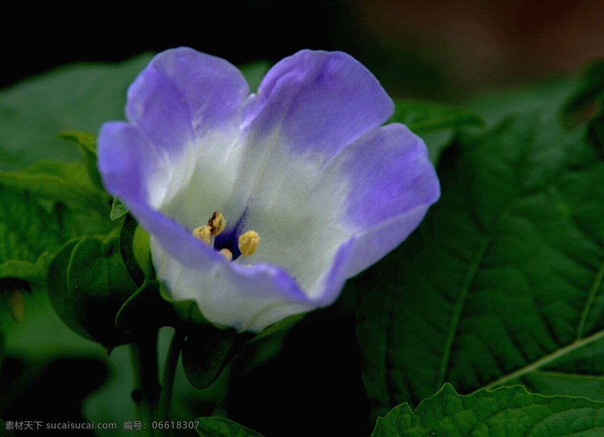 紫色 小 野花 高清 花卉 花朵 花草 紫花