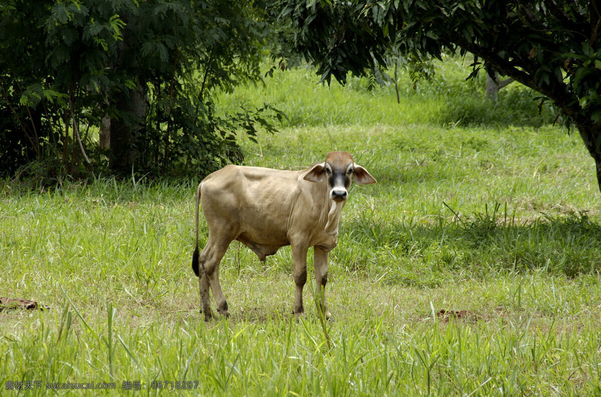 草原 上 牛 野生动物 动物世界 摄影图 陆地动物 生物世界