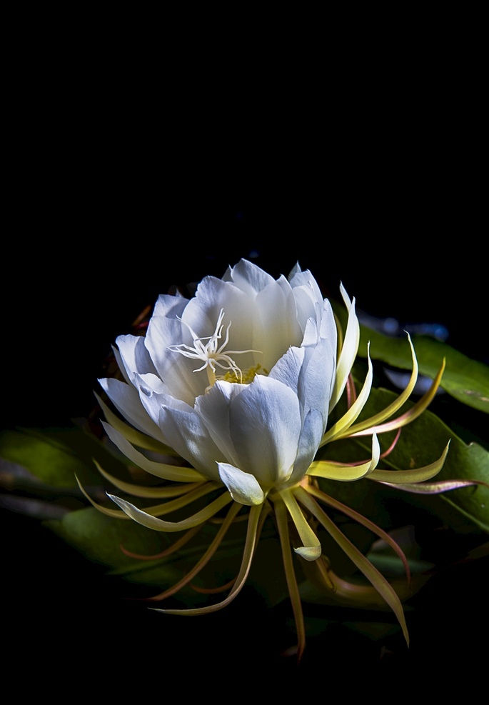 昙花一现 昙花 花 花卉 植物 静物 生活百科 娱乐休闲