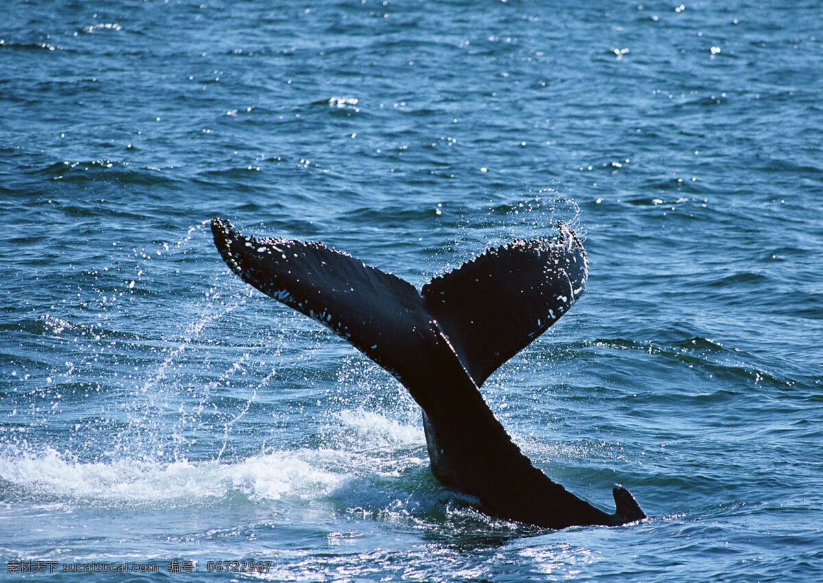 入水的鲸鱼 动物世界 生物世界 海底生物 海豚 鲸鱼 大海 水中生物 黑色
