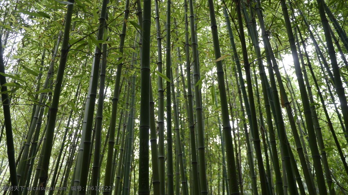 竹林 翠竹 生物世界 树木树叶 竹 竹海 竹干 矢量图 日常生活