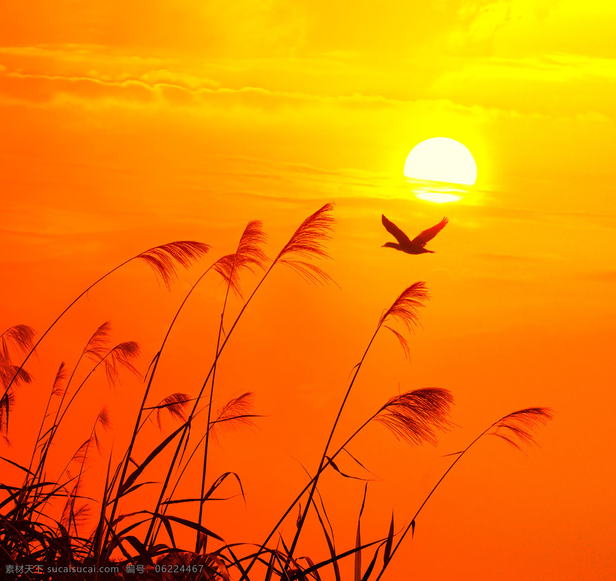 夕阳下的野草 夕阳 落日 野草 自然风景 自然景观 橙色