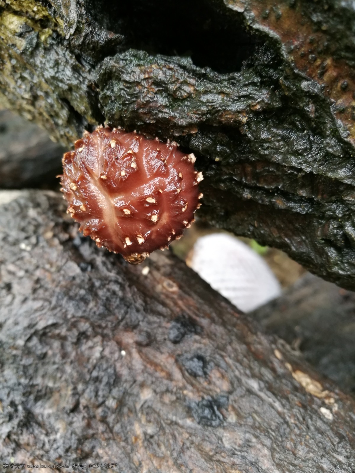 小花菇 山珍 椴木香菇 青岗木香菇 原生态香菇 自然摄影 生物世界 其他生物