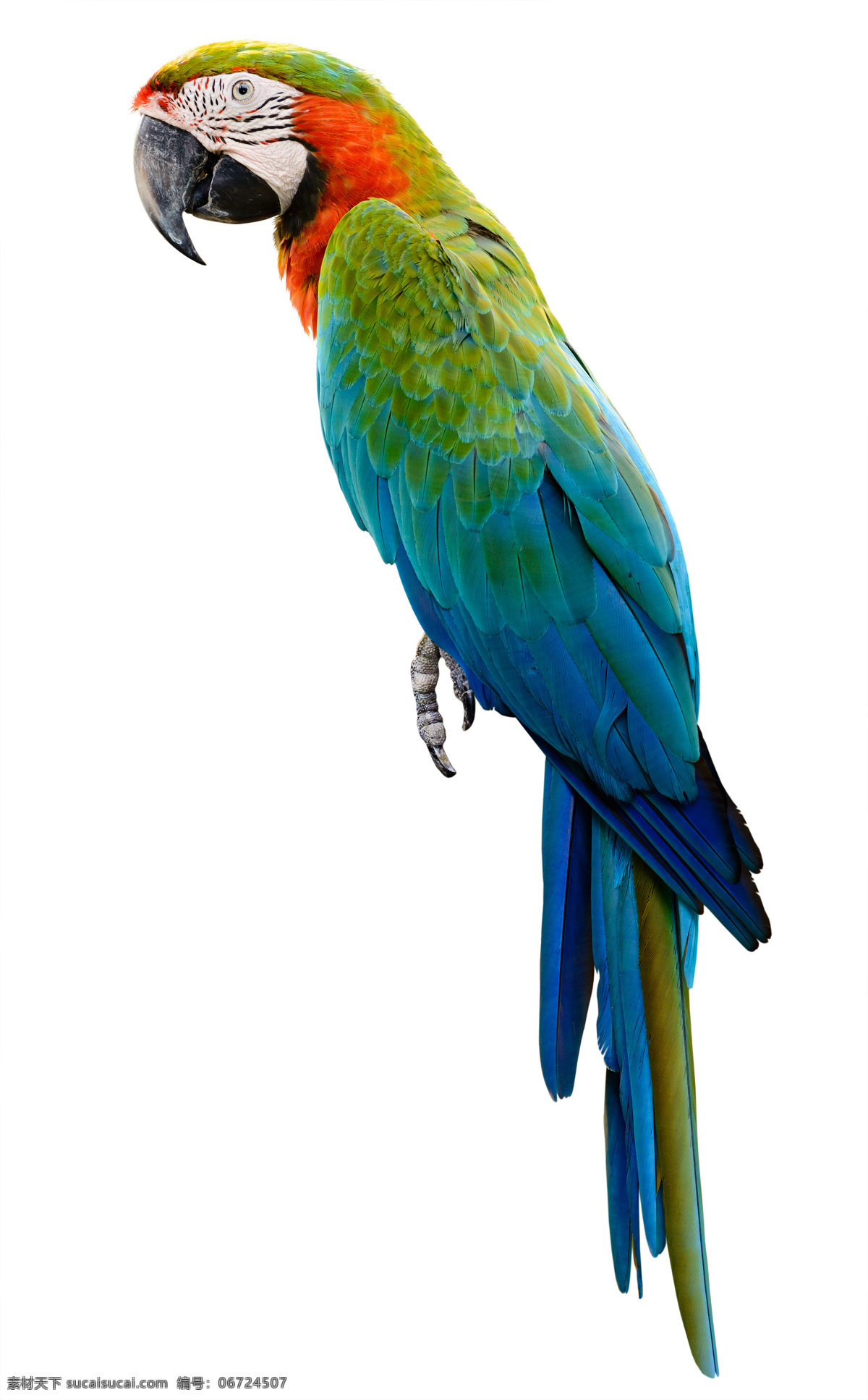 漂亮 鹦鹉 鹦鹉图片 彩色鹦鹉 七彩鹦鹉 巴哥 美丽鹦鹉 鹦鹉素材 鸟类 特写 生物世界 动物图片 鸟类大全 空中飞鸟
