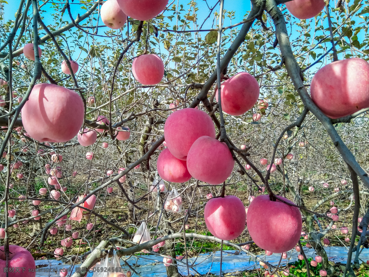 有机苹果 陕西苹果 冰糖心苹果 红苹果 甜苹果 苹果树 蛇果 花牛苹果 红富士苹果 苹果园 采摘苹果 苹果种植 农场农庄 苹果林 丰收的果园 生物世界 水果