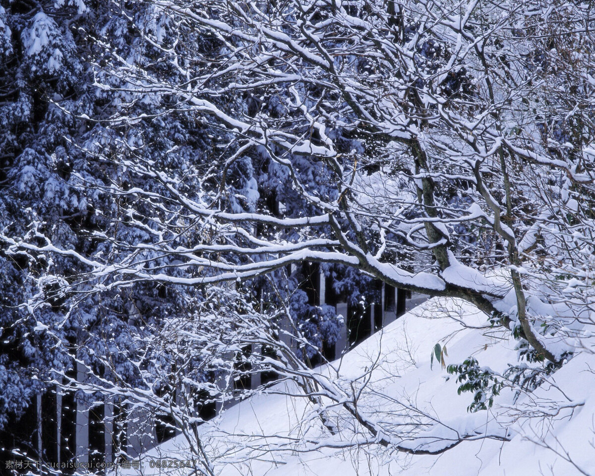 冬天 雪景 白雪 背景 冬天雪景 风光 风景 季节 摄影图库 自然 自然景观 自然风景 生活 旅游餐饮