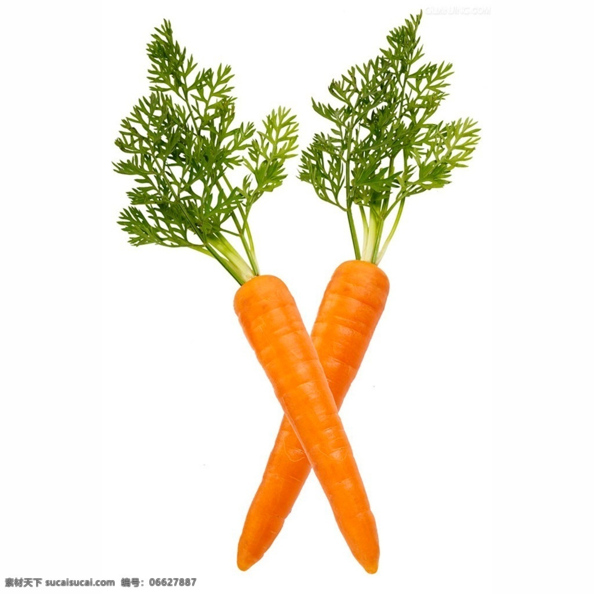 蔬菜 红萝卜 营养 水果 果实 萝卜 美味 食物 植物