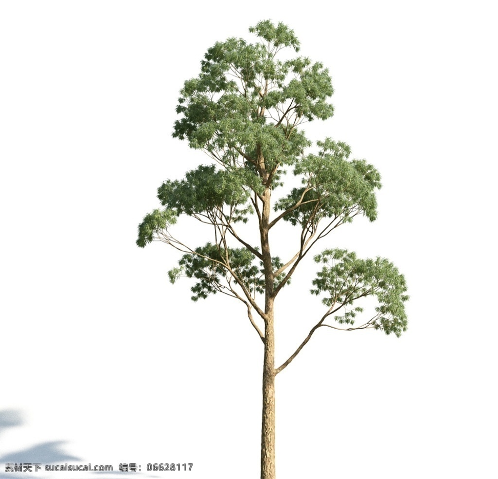 桉树 树木模型 园林树木 园林植物 灌木 花模型 植物模型 aimodel 高质量 景观 树木 模型 3d设计 室外模型 max