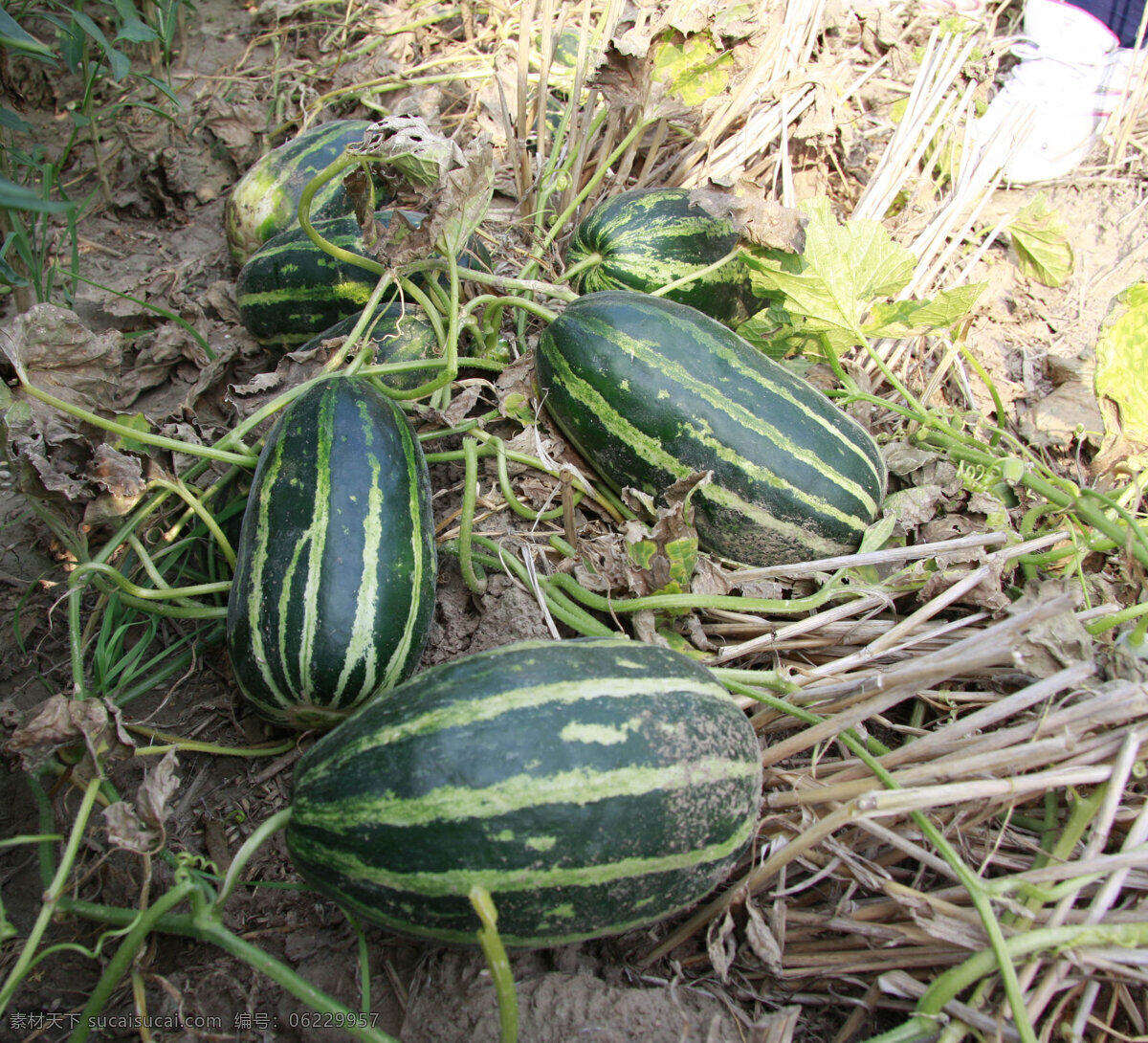 甜瓜 花斑甜瓜 水果 生物世界