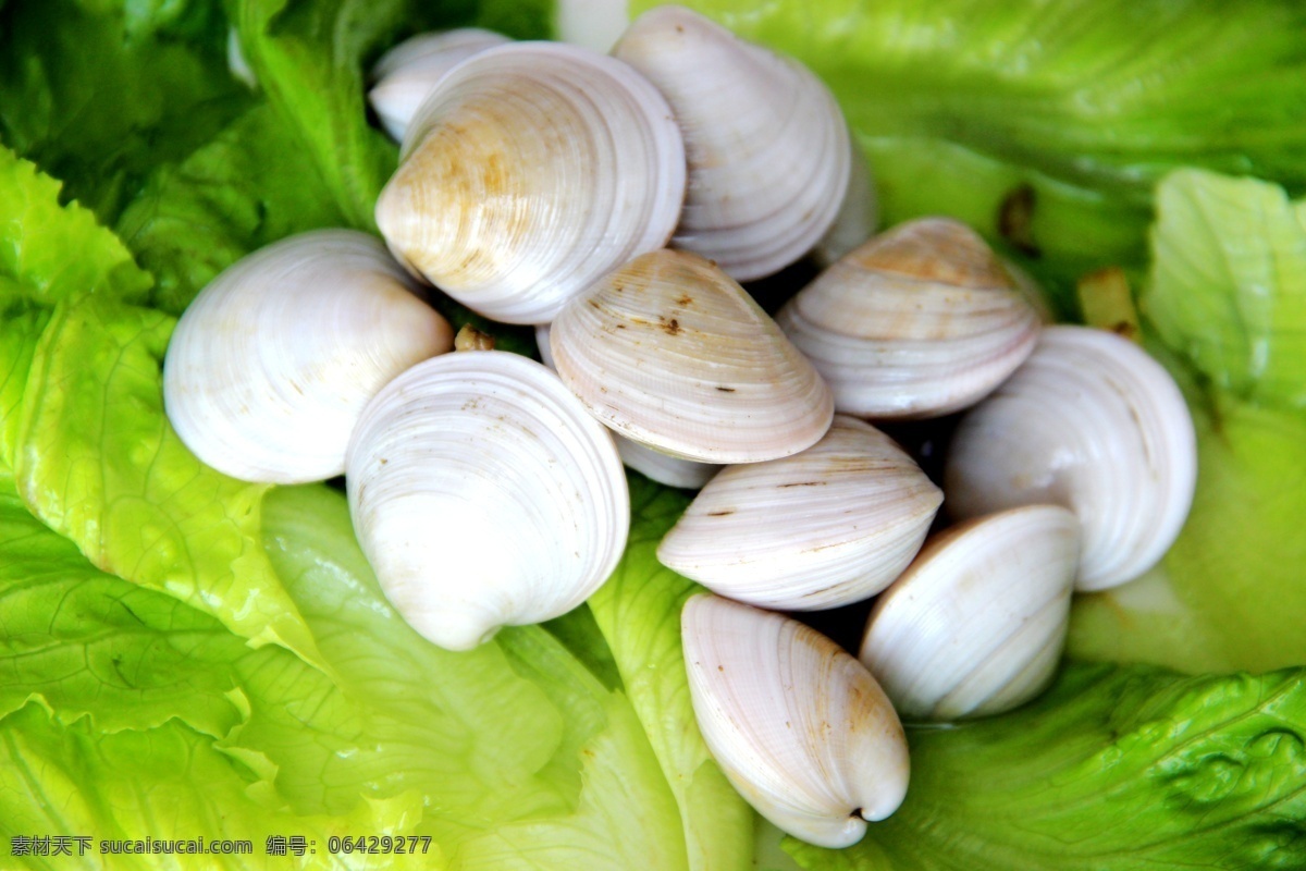 海鲜 蛤蜊 美食 美味 水产 餐饮美食 食物原料