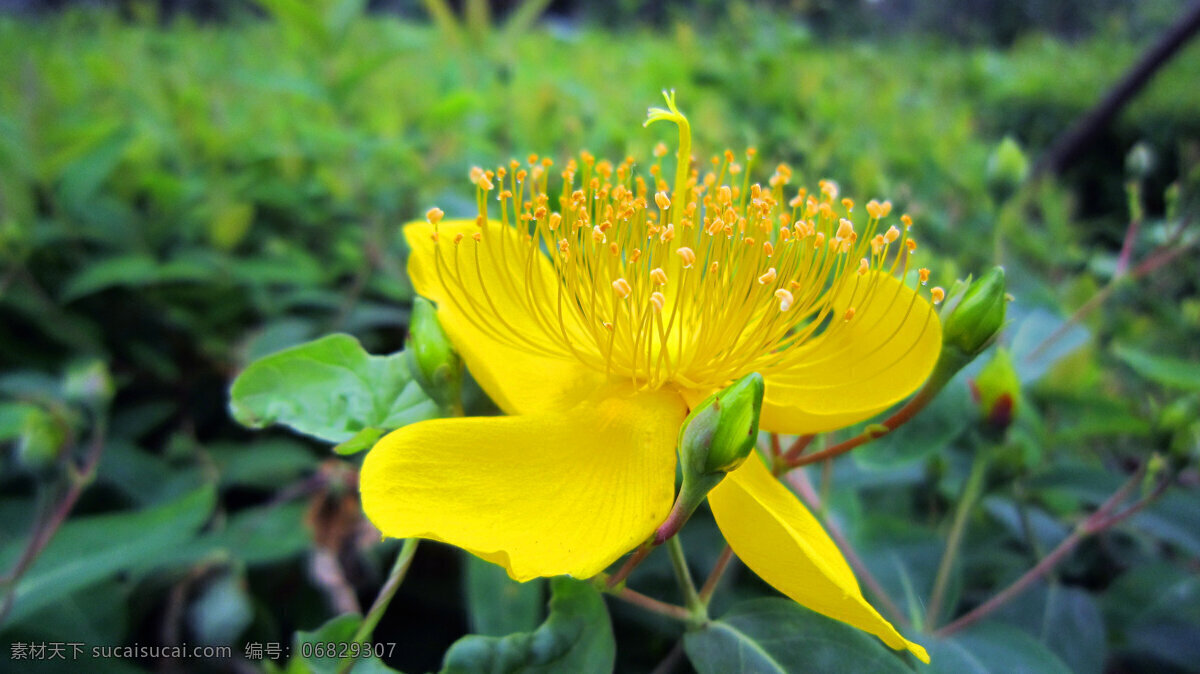 金丝桃 金黄色花 花丝 花蕾 绿叶 花草 生物世界