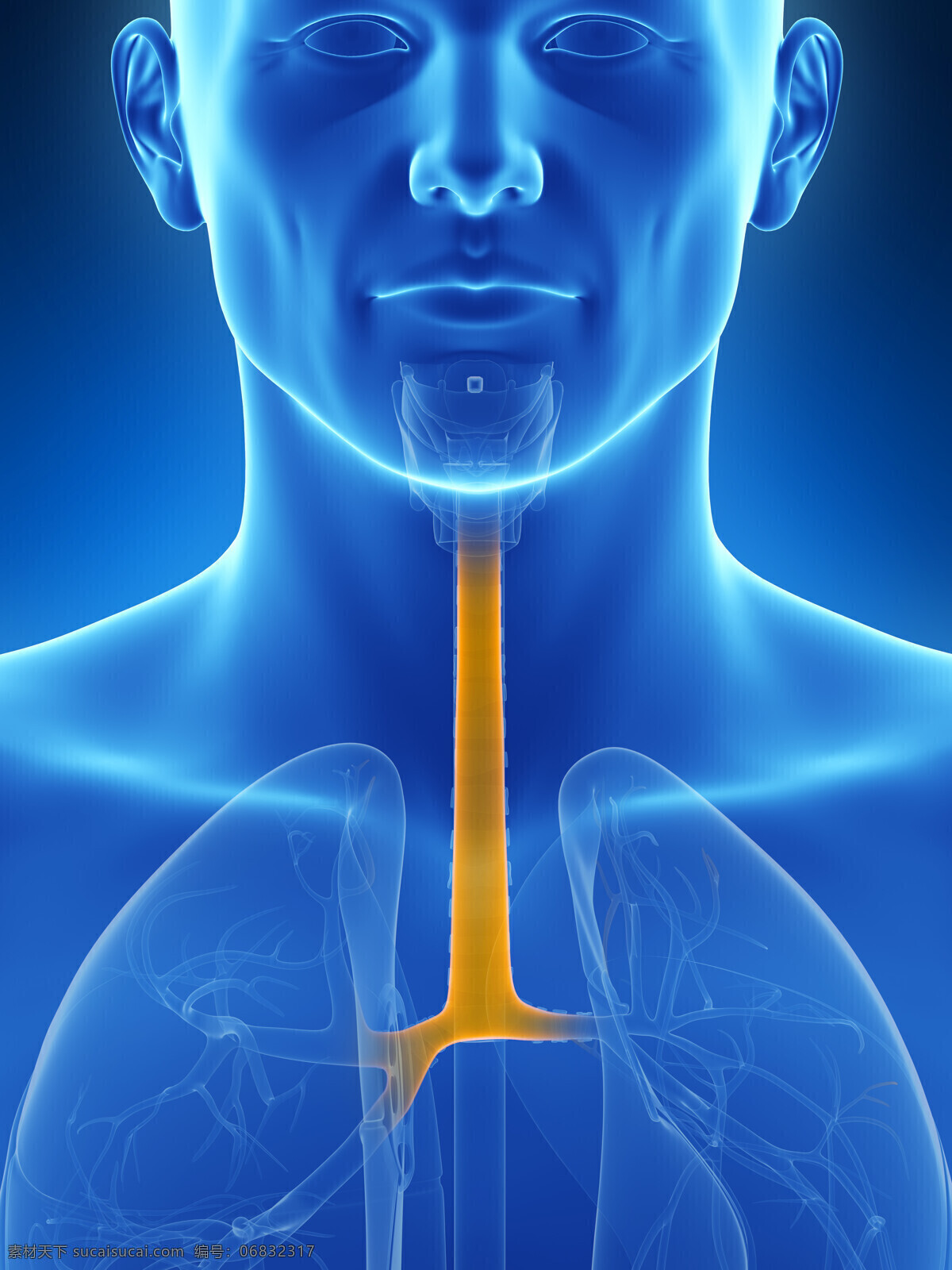 肺 呼吸道 器官 肺呼吸道器官 人体器官 人体器官组织 人体医学 医疗护理 现代科技