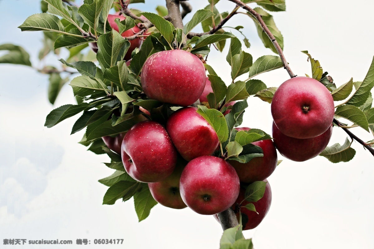 苹果树 苹果枝 苹果 一株苹果 红苹果 绿树叶 果实 红富士 糖心苹果 红牛苹果 生物世界 水果