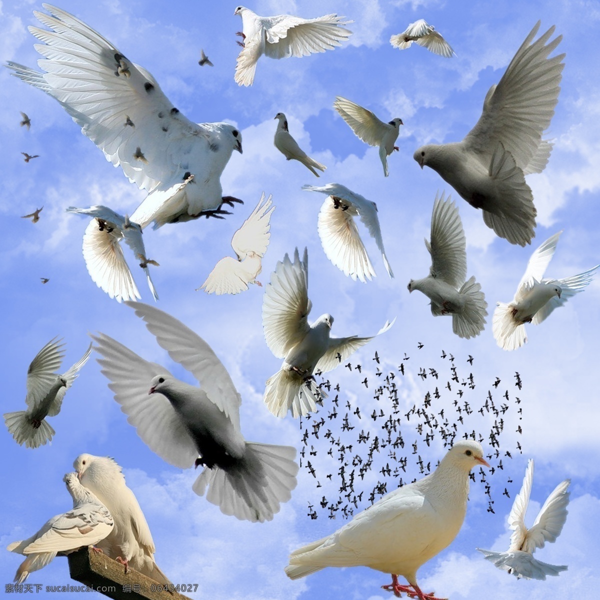 鸽子素材 鸽子 飞翔的鸽子 多个鸽子鸟 一群大雁 动物素材 设计素材 平面设计 psd分层 生物世界 鸟类