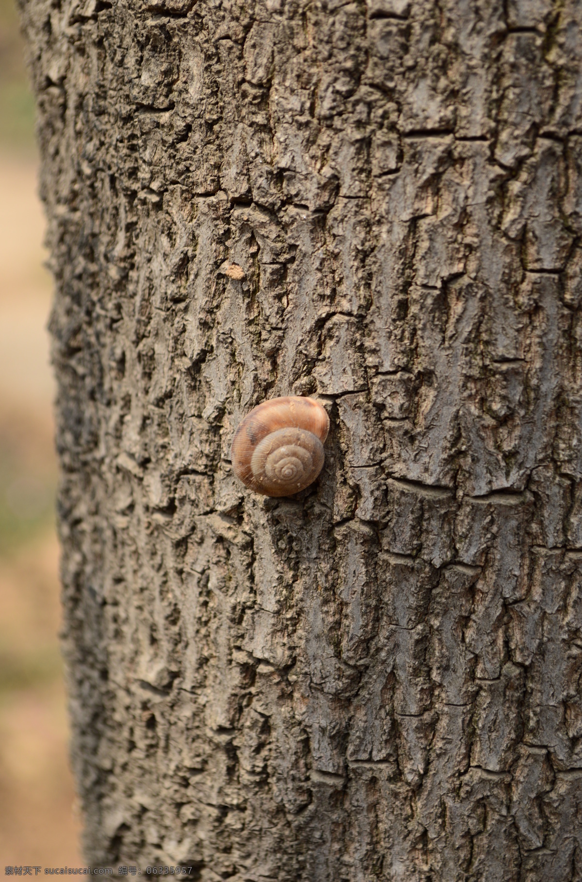 大树 蜗牛 昆虫 生物世界 树 树干 大树与蜗牛 树表皮 树皮 沟壑