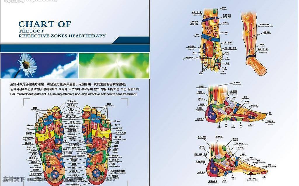 足疗 足 部 穴位 生活百科 矢量图库 医疗保健 足部 足疗足部穴位 海报 其他海报设计