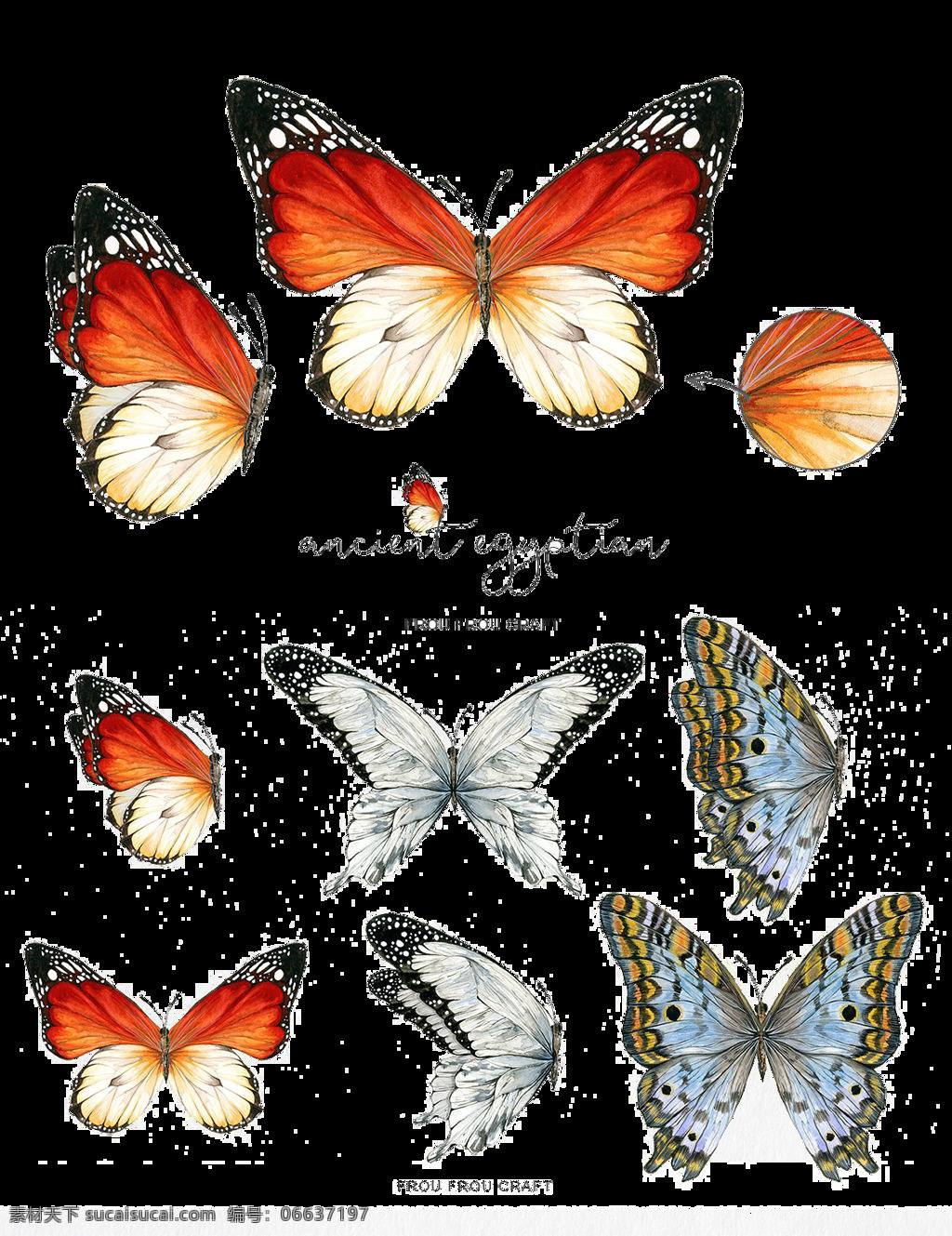 各种 角度 美丽 蝴蝶 彩色蝴蝶 美丽蝴蝶 装饰画 各种角度 花蝴蝶