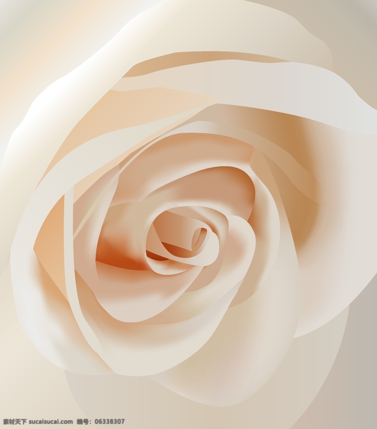逼真 白 玫瑰 特写 矢量 白玫瑰 花卉 玫瑰花 矢量图 矢量植物 写实 其他矢量图