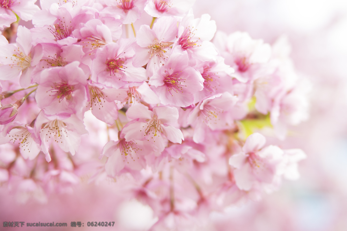 白樱花 樱花树 植物 红色樱花