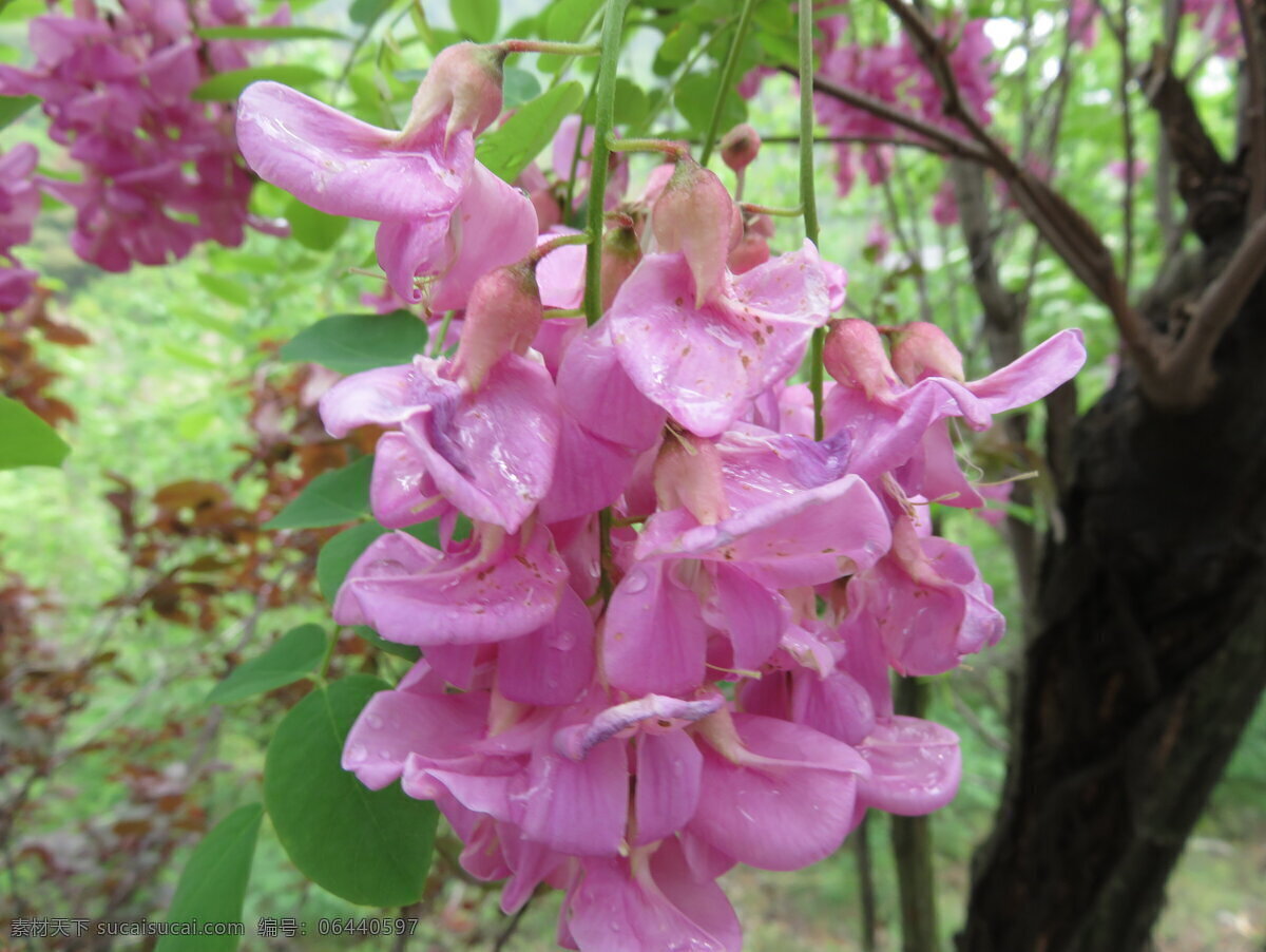 红槐花 一朵花 一朵红花 槐花高清写真 一簇槐花 一簇花 豆科植物槐 槐米 槐花 红色槐花 红花绿叶 美景 红花 清新 清新美景 绿色植物 摄影花 生物世界 花草 黑色