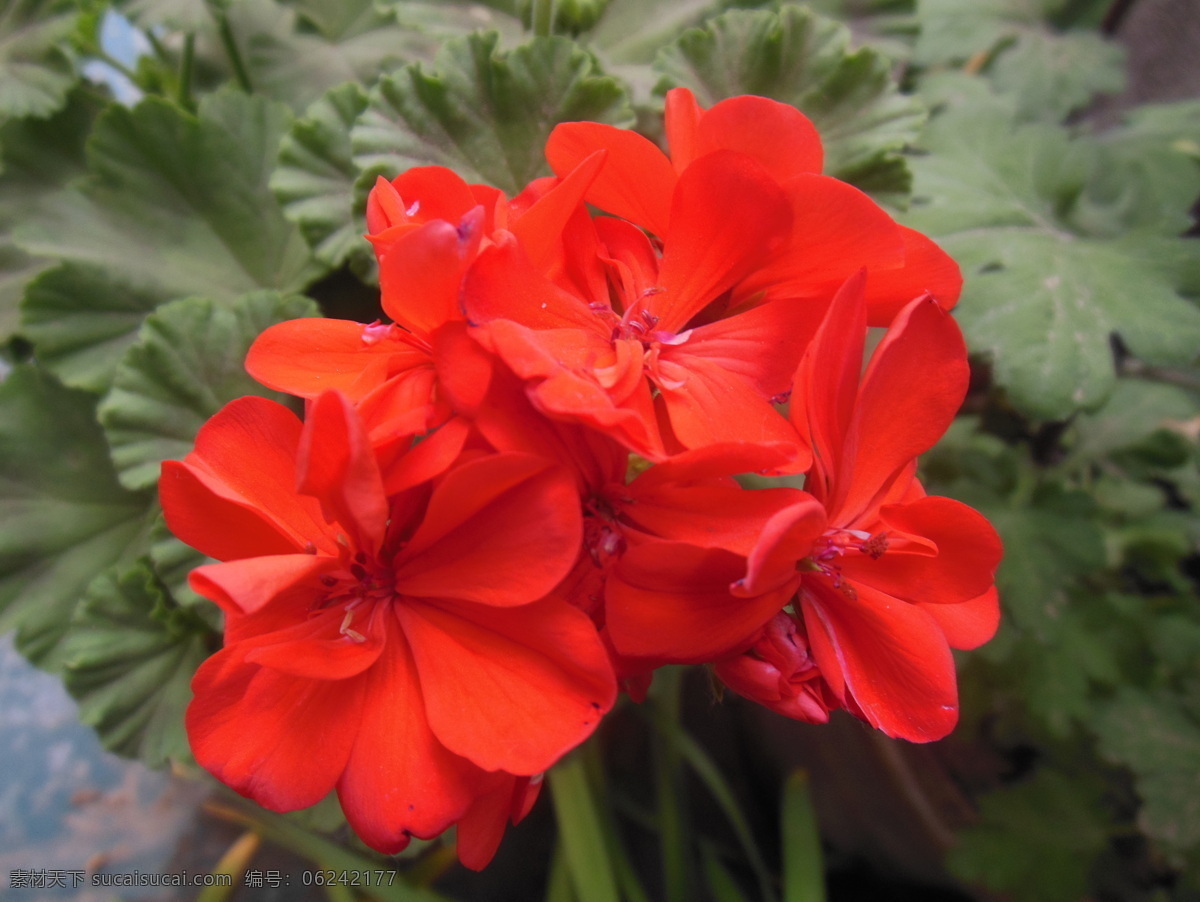 天竺葵 绣球花 头状花序 红色花朵 鲜花 花草 生物世界 花卉