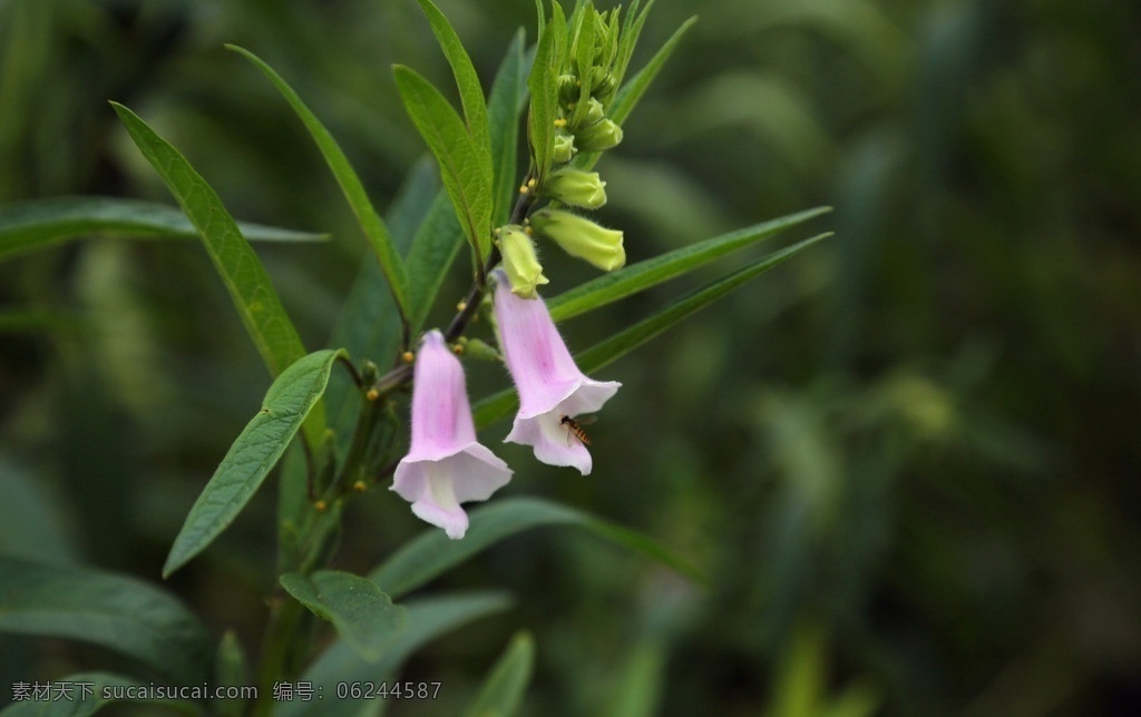 芝麻花 芝麻叶 芝麻种 花草 生物世界