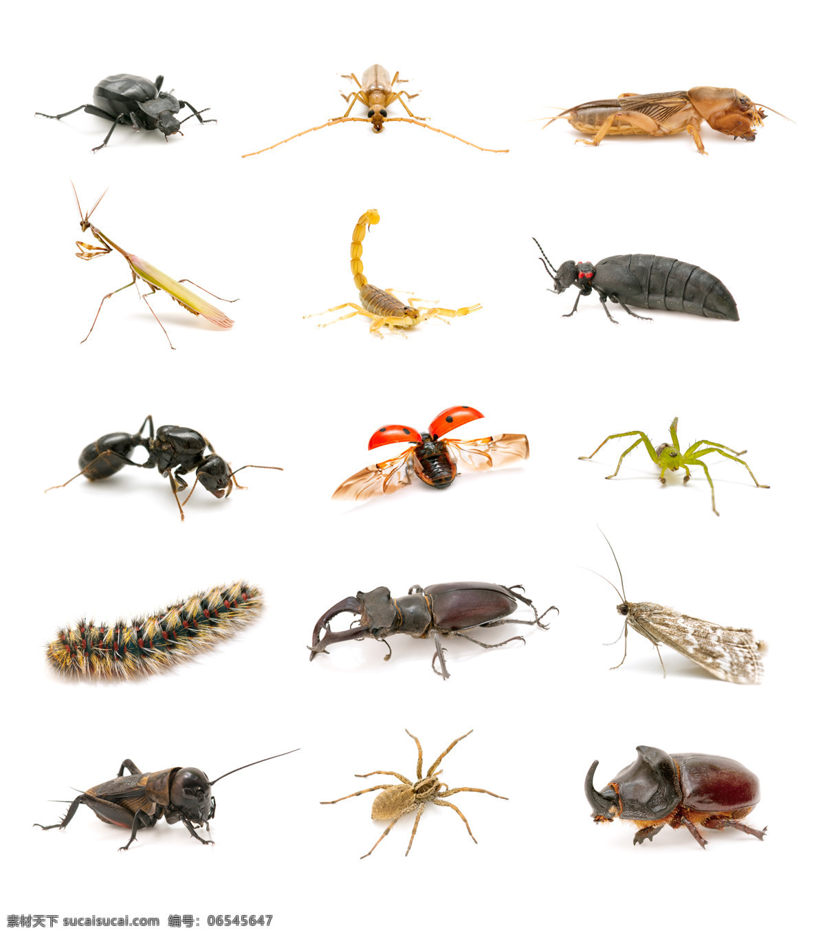 各种 动物 昆虫 蚂蚁 节肢动物 锹甲 毛毛虫 动物摄影 动物世界 动物昆虫 蜘蛛 瓢虫 昆虫世界 生物世界