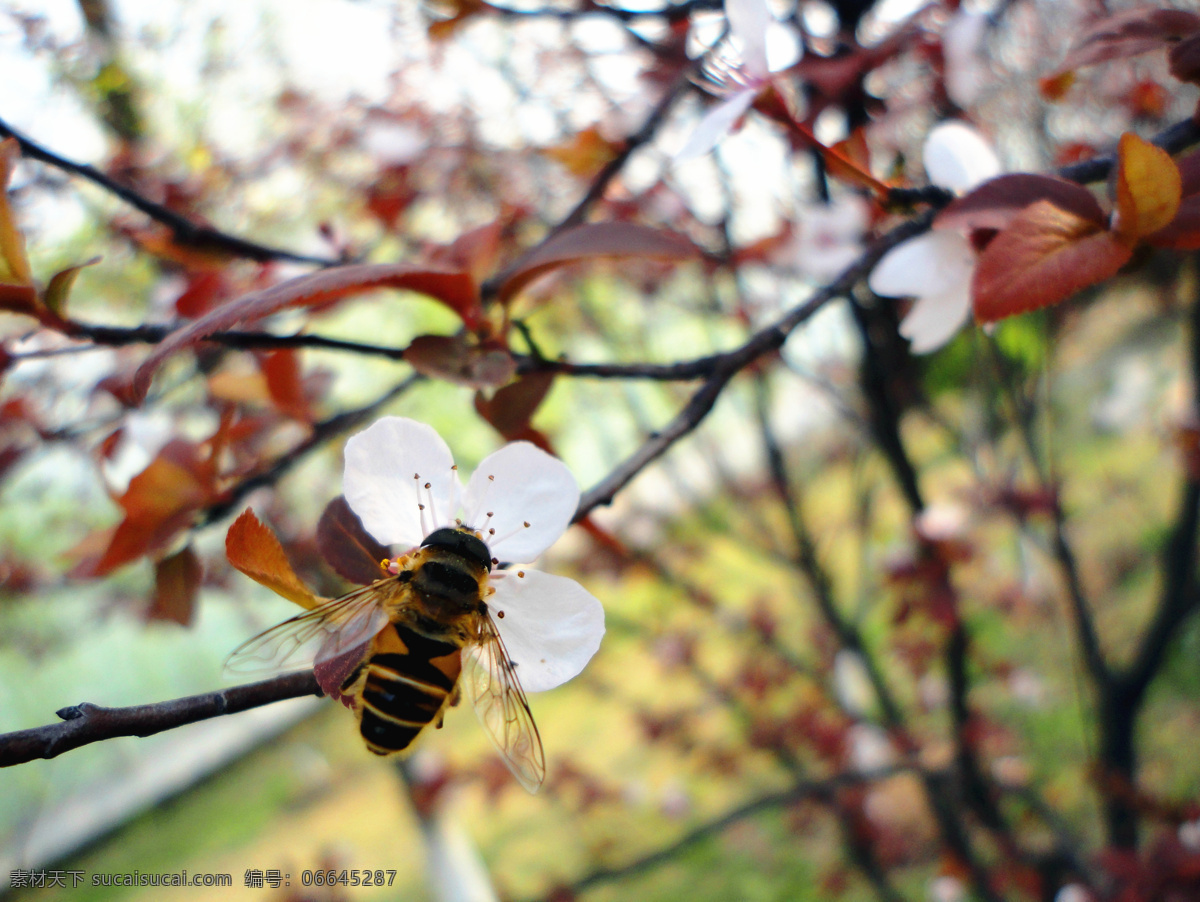 蜜蜂 采 蜜 春天 昆虫 蜜蜂采蜜 勤劳 生物世界 桃花 采蜜 psd源文件