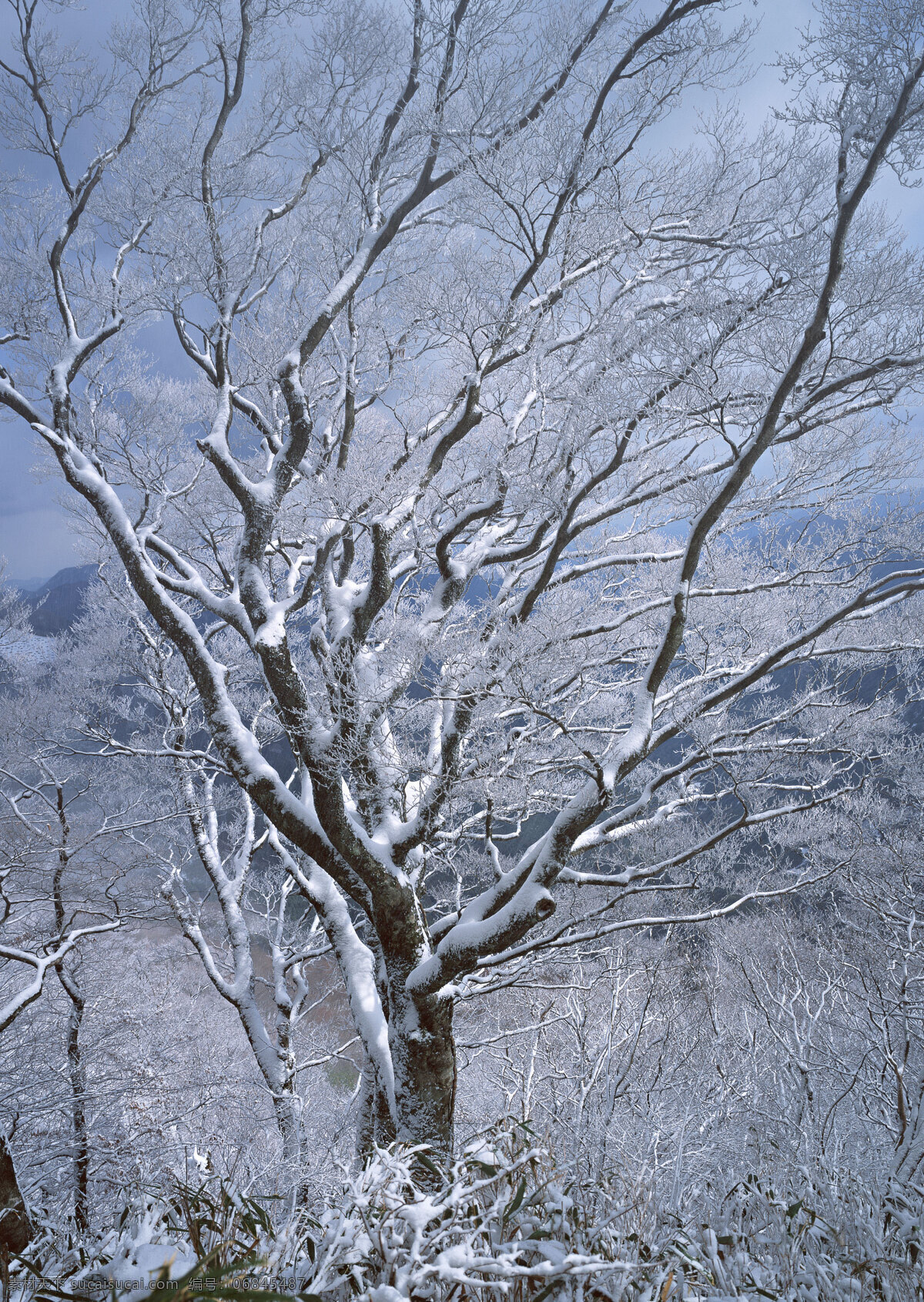 雪中的树木 树枝 枝丫 树林 树木 雪景 雪原 深林 生物世界 树木树叶