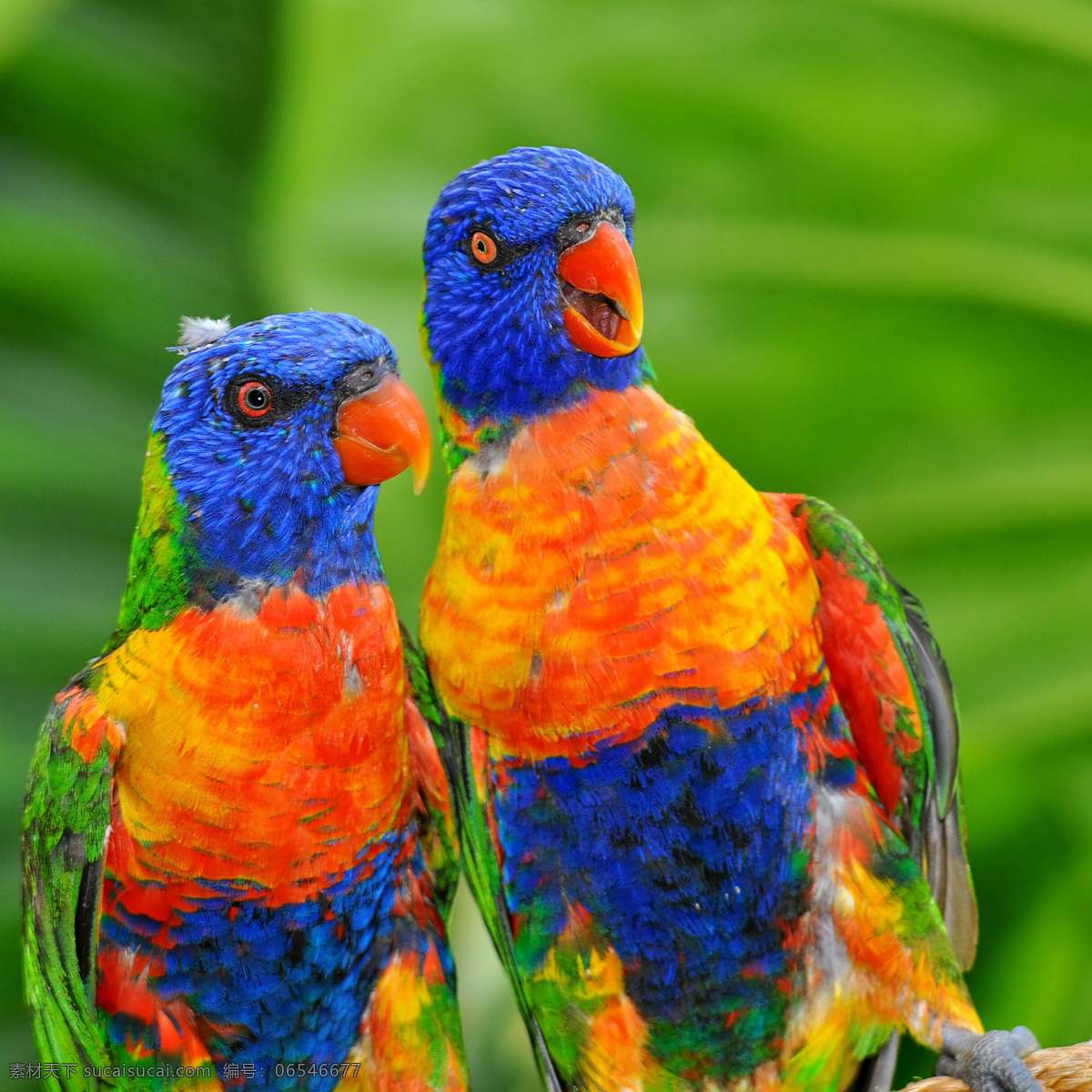 两只鹦鹉 鹦鹉 可爱鹦鹉 鸟类动物 动物世界 动物摄影 空中飞鸟 生物世界 绿色